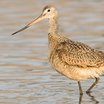 Marbled Godwit